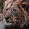 Der Löwe in der Danielgrube's profile picture