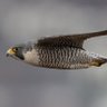 Фото профиля John Preston
