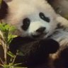 白香BaiXiang profil fotoğrafı