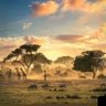 fulani-fouta profil fotoğrafı