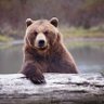 L'ours ronchon's profile picture