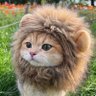 Фото профиля もりもり🐯梅ちゃんとARE❗️