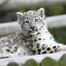 Snowleopard 的头像