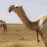 Profilbild von ابو راكان