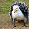 storkupine profil fotoğrafı