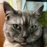 Фото профиля くっこさん
