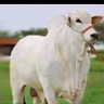 Profilbild von ఒంగోలు గిత్త 🐂