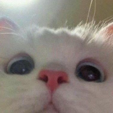 Meowy~'s profile picture