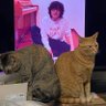 luxor jubilee(ジュビリ)'s profile picture