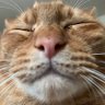 pomu profil fotoğrafı