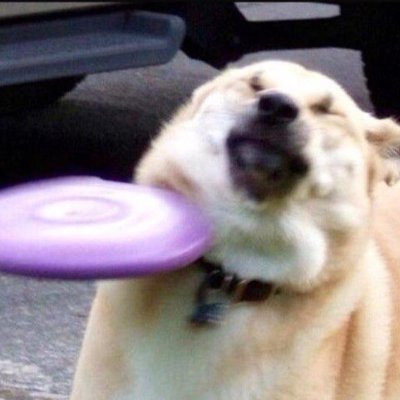 Dogtor01416800's profile picture