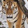 جهاد الصالح profil fotoğrafı