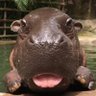 Hippo 的头像