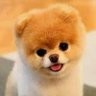 Profilbild von cheesy core