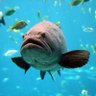 Hans Grouper's profile picture