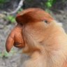 Langnasenaffe's profile picture