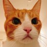 こぶちゃ🐈 的头像