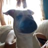 potro's profile picture