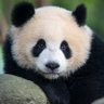 Фото профиля pandapack77