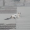 Que qiu's profile picture