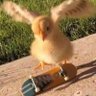 Profilbild von ChaoticCaffeine