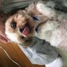 愛犬ラッキー 的头像