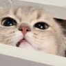 大蒜头🧄 profil fotoğrafı
