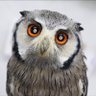Profilbild von natural