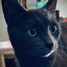 Davey_CoolCat profil fotoğrafı