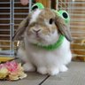 ぼろ's profile picture