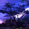 nieruifeng 的头像