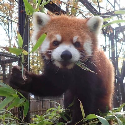 【公式】川崎市夢見ヶ崎動物公園's profile picture