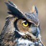 Musafer ( مسافر ) profil fotoğrafı