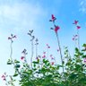 風まといて光る(風光る)🎹🦋 profil fotoğrafı