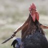 RR profil fotoğrafı