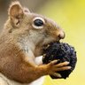conker lover 的头像