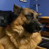Doggie Bhau's profile picture