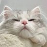 DingYi profil fotoğrafı