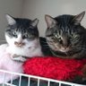 ちさねこ+ profil fotoğrafı