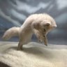 Pouncingpooch profil fotoğrafı
