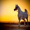نبض شمالي🇸🇦 profil fotoğrafı