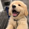 Puppies 🐾's profile picture