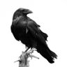 Raven 的头像