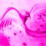 cocofucsia profil fotoฤrafฤฑ