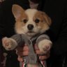 小兔子不乖's profile picture