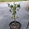 Фото профиля ELTREE