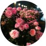 Profilbild von قطر الندى