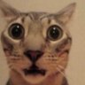 Angry video cat nerd's profile picture