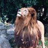 Profilbild von Abo Kimoo