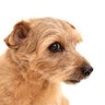 保険の犬(ホケンのイヌ) 的头像